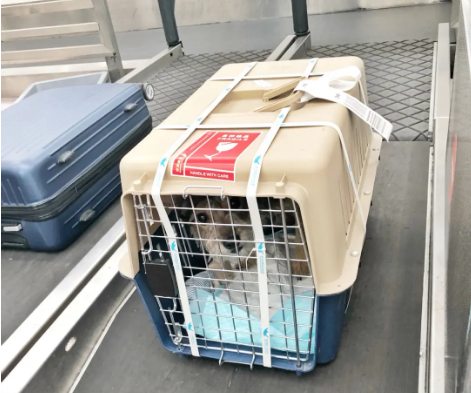贵州宠物托运 宠物托运公司 机场宠物托运 宠物空运